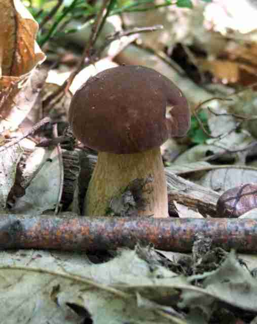  Image name: 148 Porcino.jpg 
 width: 507 pixel 
 height: 640 pixel 
 Size: 21148 bytes 
 Click to enlarge 